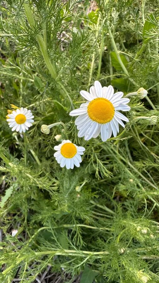 Fleurs printemps