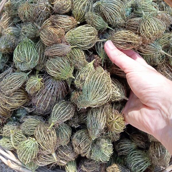 Plantes été